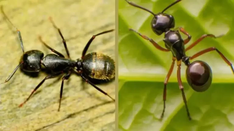Black Garden Ant vs Carpenter Ant