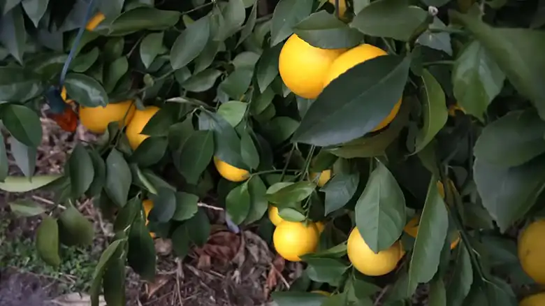 Can Lemon Trees Grow in NJ