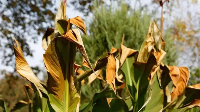 Canna Lily Leaves Brown on Edges