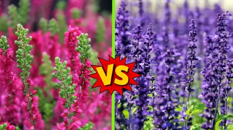 Heather Flower vs Lavender