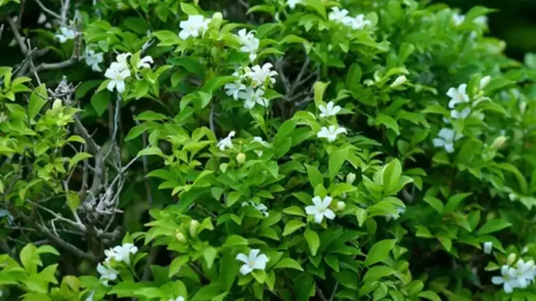 How to Get Rid of Asiatic Jasmine