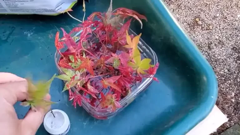 How to Propagate Japanese Maples From Cuttings