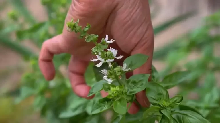 How to Prune Basil Flowers