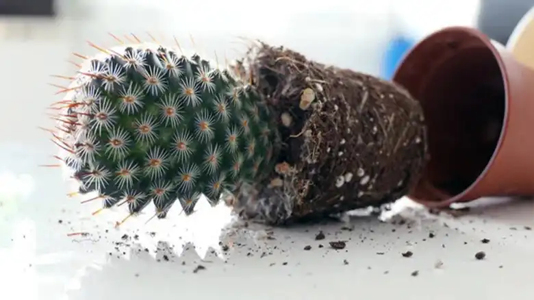 What to Do When Cactus Fall Over